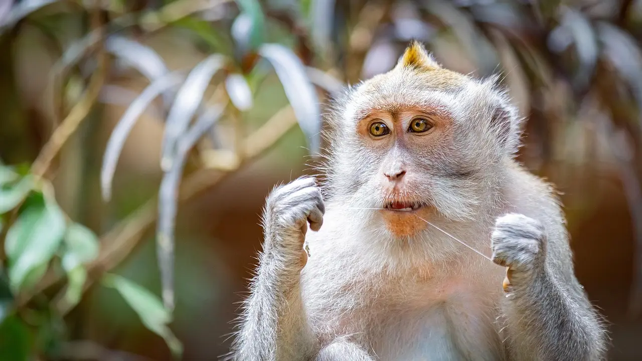 monkey